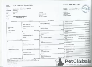 Zdjęcie №2 do zapowiedźy № 57521 na sprzedaż  cavalier king charles spaniel - wkupić się Polska prywatne ogłoszenie