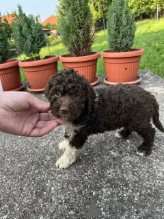 Dodatkowe zdjęcia: Lagotto Romagnolo szczenięta