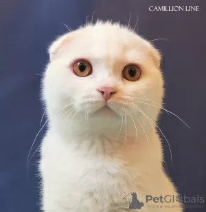 Zdjęcie №1. scottish fold - na sprzedaż w Москва | negocjowane | Zapowiedź № 78113