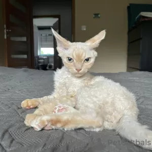 Dodatkowe zdjęcia: Devon Rex Cynamon