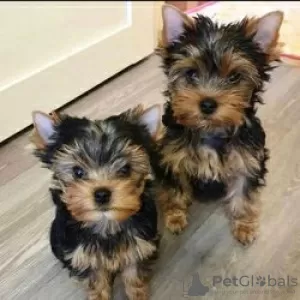 Zdjęcie №1. yorkshire terrier - na sprzedaż w Helsinki | negocjowane | Zapowiedź №52165