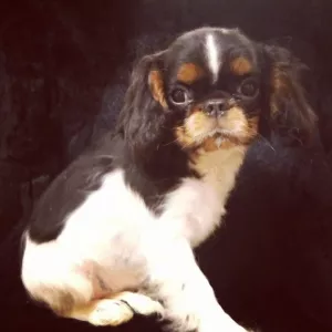 Zdjęcie №1. cavalier king charles spaniel - na sprzedaż w Kolomna | 2147zł | Zapowiedź №5261