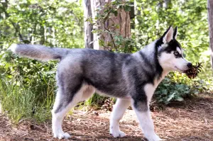 Dodatkowe zdjęcia: Wysoko urodzone szczenięta rasy Siberian Husky