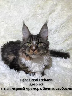 Dodatkowe zdjęcia: Maine Coon