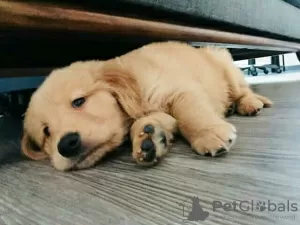 Zdjęcie №3. Dostępne zdrowe, urocze i uspołecznione szczenięta Golden Retriever. Niemcy