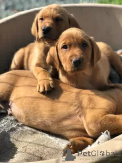 Zdjęcie №1. labrador retriever - na sprzedaż w Władywostok | 1341zł | Zapowiedź №10727