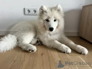 Zdjęcie №3. Samoyed szuka domu. Niemcy