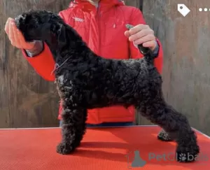 Dodatkowe zdjęcia: Kerry blue terrier szczenięta