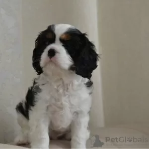 Zdjęcie №2 do zapowiedźy № 36964 na sprzedaż  cavalier king charles spaniel - wkupić się USA hodowca