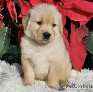 Dodatkowe zdjęcia: Golden retriever