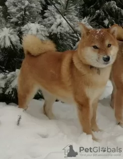 Zdjęcie №3. Szczenięta Shiba Inu z hodowli Yukashi poszukują najlepszych właścicieli. Federacja Rosyjska