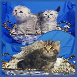 Zdjęcie №1. scottish fold - na sprzedaż w Mińsk | negocjowane | Zapowiedź № 41390