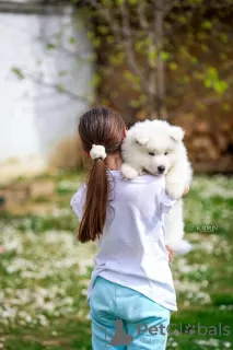 Dodatkowe zdjęcia: Samoyed, dwa szczenięta płci męskiej