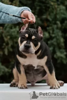 Zdjęcie №2 do zapowiedźy № 87116 na sprzedaż  american bully - wkupić się Federacja Rosyjska hodowca