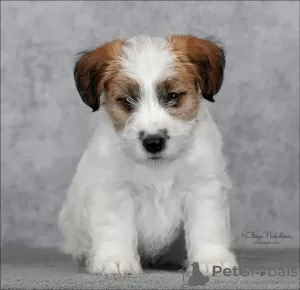 Zdjęcie №1. jack russell terrier - na sprzedaż w Petersburg | 4677zł | Zapowiedź №9564