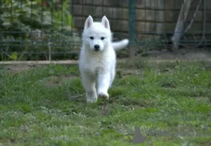 Dodatkowe zdjęcia: Siberian Husky szczenięta