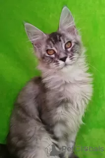 Dodatkowe zdjęcia: Maine Coon. Czarny dym.