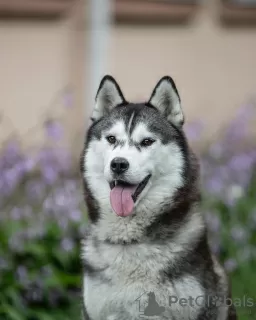 Dodatkowe zdjęcia: Na sprzedaż piesek FCI Siberian Husky! 2 miesiące