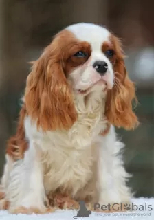 Dodatkowe zdjęcia: Szczeniak Cavalier King Charles Spaniel