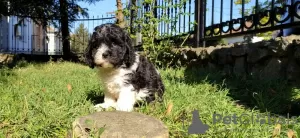 Dodatkowe zdjęcia: CAVAPOO tricolor szczeniak