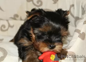 Dodatkowe zdjęcia: Sprzedam szczenięta rasy Yorkshire Terrier