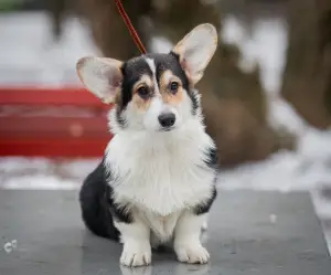 Zdjęcie №3. Dziewczyna Welsh Corgi Pembroke. Federacja Rosyjska