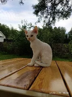 Zdjęcie №3. Devon Rex. Białoruś