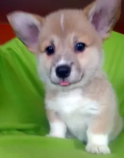 Dodatkowe zdjęcia: Welsh Corgi Pembroke NB