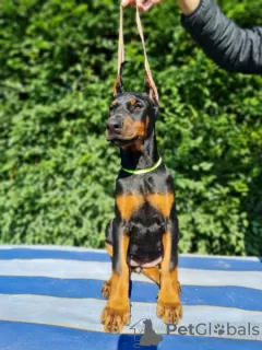 Dodatkowe zdjęcia: Doberman