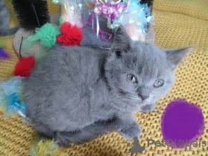 Dodatkowe zdjęcia: Wspaniałe kocięta Scottish Fold & Straight!