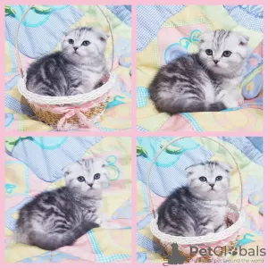 Zdjęcie №1. scottish fold - na sprzedaż w Mińsk | negocjowane | Zapowiedź № 42142