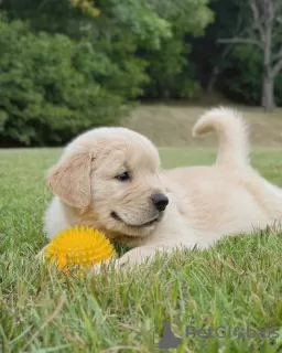 Zdjęcie №1. golden retriever - na sprzedaż w Sydnej | 25zł | Zapowiedź №131242