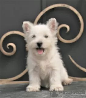 Dodatkowe zdjęcia: suczka szczeniaka west highland white terrier