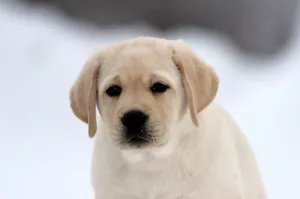 Dodatkowe zdjęcia: Brown and Fawn Male Labrador Retriever