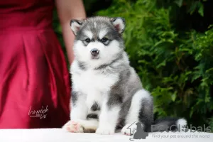 Zdjęcie №2 do zapowiedźy № 7534 na sprzedaż  alaskan malamute - wkupić się Federacja Rosyjska prywatne ogłoszenie