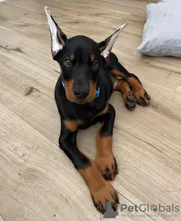 Zdjęcie №1. doberman - na sprzedaż w Helsinki | 2153zł | Zapowiedź №129768