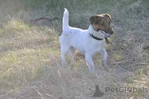 Zdjęcie №3. Sprzedam szczenięta Jack Russell Terrier. Ukraina