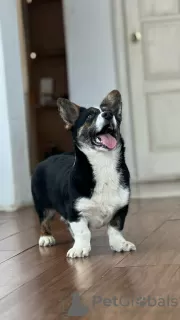 Dodatkowe zdjęcia: Kardigan Welsh Corgi