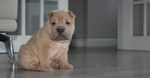 Zdjęcie №4. Sprzedam shar pei w Москва. prywatne ogłoszenie - cena - 1256zł