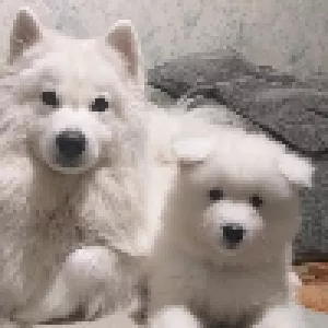 Dodatkowe zdjęcia: Samoyed Puppies Bear