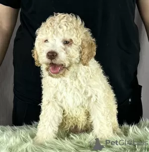 Dodatkowe zdjęcia: Lagotto Romagnolo PIĘKNE szczenięta