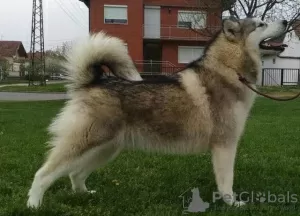 Dodatkowe zdjęcia: Szczenięta Alaskan Malamute