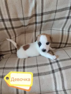 Dodatkowe zdjęcia: Szczenięta Jack Russell Terrier