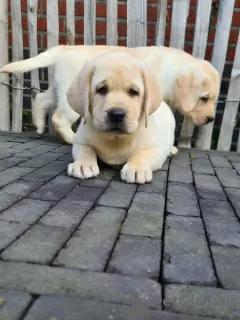 Zdjęcie №1. labrador retriever - na sprzedaż w Golčův Jeníkov | negocjowane | Zapowiedź №96502