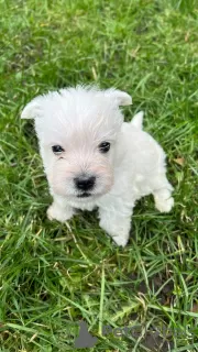 Dodatkowe zdjęcia: Szczenięta West Highland White Terrier