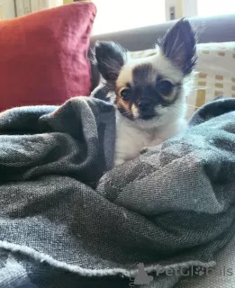 Zdjęcie №3. SZCZENIAK CHIHUAHUA. Niemcy