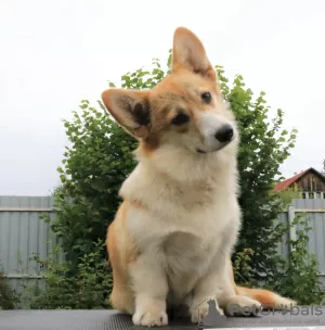 Zdjęcie №2 do zapowiedźy № 56736 na sprzedaż  welsh corgi - wkupić się Federacja Rosyjska prywatne ogłoszenie, od żłobka, hodowca