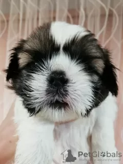 Dodatkowe zdjęcia: Rasowe szczenięta Shih Tzu.