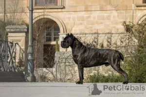 Dodatkowe zdjęcia: Szczenięta Cane Corso