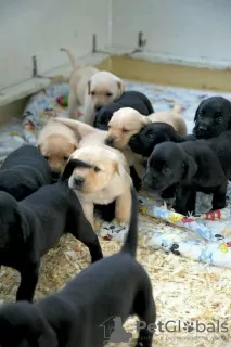 Zdjęcie №1. labrador retriever - na sprzedaż w Lübbecke | 957zł | Zapowiedź №129948